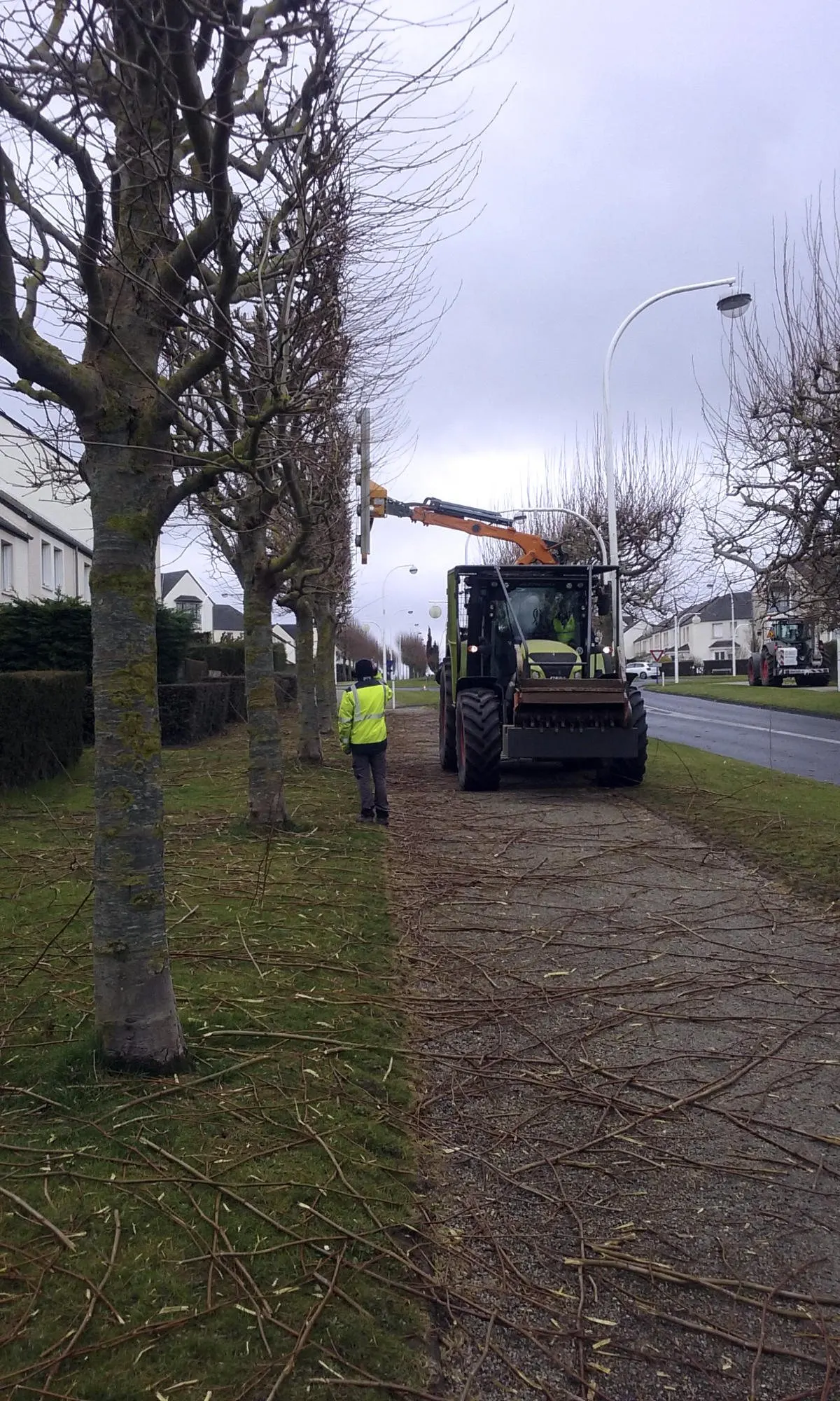Lamier élaguant un alignement d'arbres en bord de route